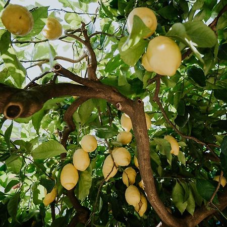Il Giardino Dei Limoni Lägenhet Polvica Exteriör bild