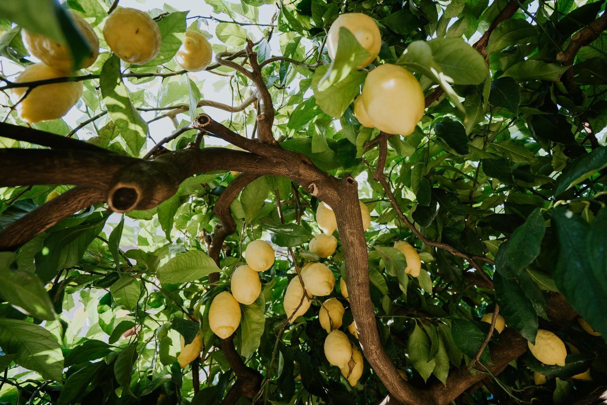 Il Giardino Dei Limoni Lägenhet Polvica Exteriör bild