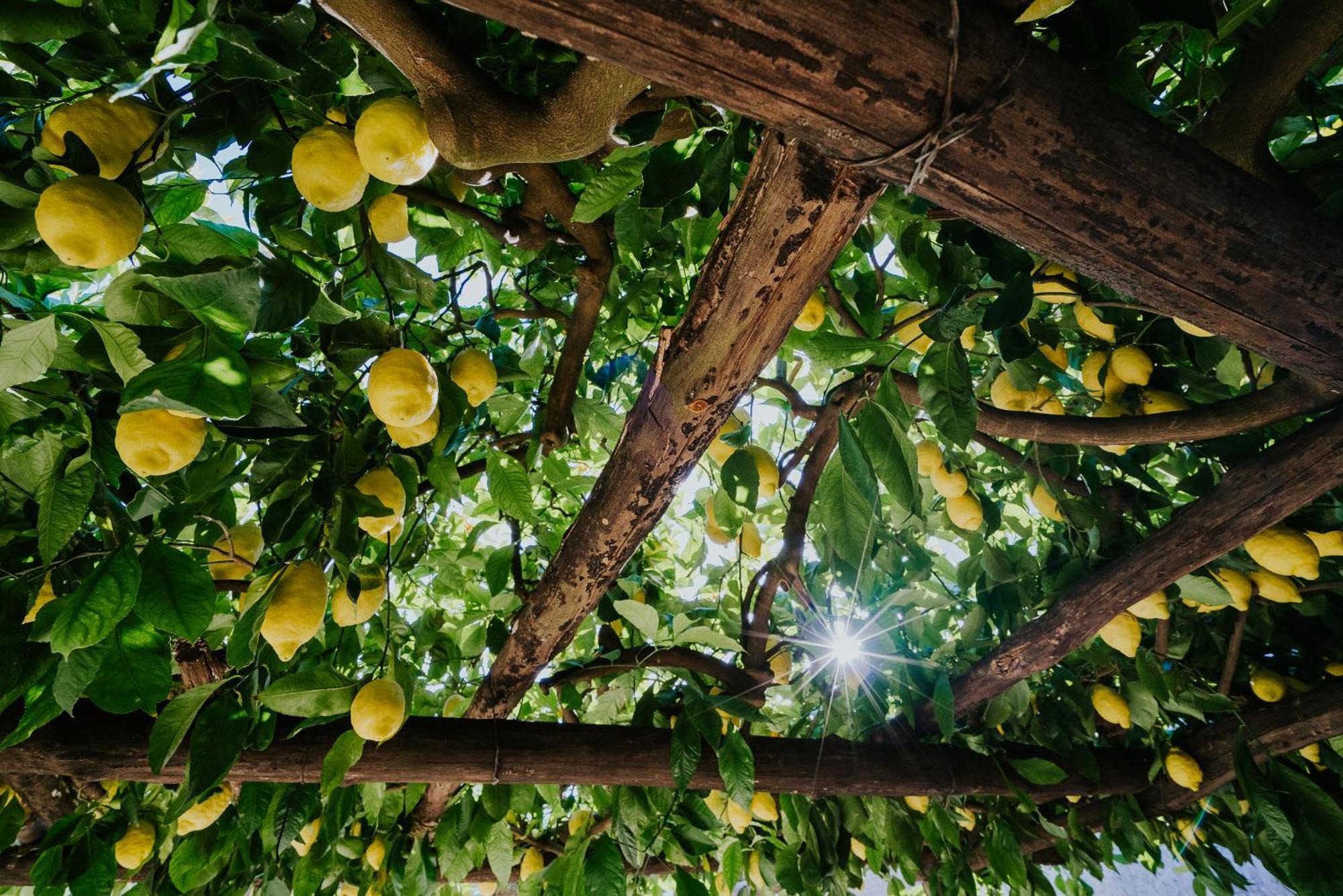 Il Giardino Dei Limoni Lägenhet Polvica Exteriör bild